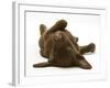 Chesapeake Bay Retriever Dog Pup, Teague, 9 Weeks Old, Rolling on the Ground-Jane Burton-Framed Photographic Print