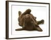 Chesapeake Bay Retriever Dog Pup, Teague, 9 Weeks Old, Rolling on the Ground-Jane Burton-Framed Photographic Print