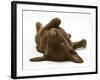 Chesapeake Bay Retriever Dog Pup, Teague, 9 Weeks Old, Rolling on the Ground-Jane Burton-Framed Photographic Print