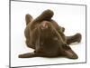 Chesapeake Bay Retriever Dog Pup, Teague, 9 Weeks Old, Rolling on the Ground-Jane Burton-Mounted Photographic Print