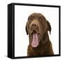 Chesapeake Bay Retriever Dog, Teague, Yawning-Mark Taylor-Framed Stretched Canvas