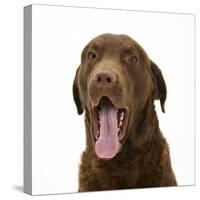 Chesapeake Bay Retriever Dog, Teague, Yawning-Mark Taylor-Stretched Canvas