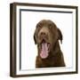 Chesapeake Bay Retriever Dog, Teague, Yawning-Mark Taylor-Framed Photographic Print