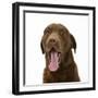 Chesapeake Bay Retriever Dog, Teague, Yawning-Mark Taylor-Framed Photographic Print
