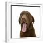 Chesapeake Bay Retriever Dog, Teague, Yawning-Mark Taylor-Framed Photographic Print