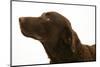 Chesapeake Bay Retriever Dog, Teague-Mark Taylor-Mounted Photographic Print