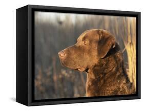 Chesapeake Bay Retriever Dog, USA-Lynn M. Stone-Framed Stretched Canvas