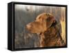 Chesapeake Bay Retriever Dog, USA-Lynn M. Stone-Framed Stretched Canvas