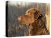 Chesapeake Bay Retriever Dog, USA-Lynn M. Stone-Stretched Canvas