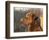 Chesapeake Bay Retriever Dog, USA-Lynn M. Stone-Framed Premium Photographic Print