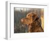 Chesapeake Bay Retriever Dog, USA-Lynn M. Stone-Framed Premium Photographic Print