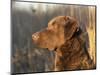 Chesapeake Bay Retriever Dog, USA-Lynn M. Stone-Mounted Premium Photographic Print