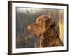 Chesapeake Bay Retriever Dog, USA-Lynn M. Stone-Framed Photographic Print