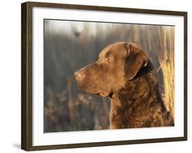 Chesapeake Bay Retriever Dog, USA-Lynn M. Stone-Framed Photographic Print