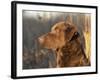 Chesapeake Bay Retriever Dog, USA-Lynn M. Stone-Framed Photographic Print