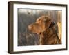 Chesapeake Bay Retriever Dog, USA-Lynn M. Stone-Framed Photographic Print