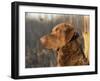 Chesapeake Bay Retriever Dog, USA-Lynn M. Stone-Framed Photographic Print