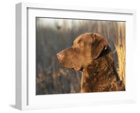 Chesapeake Bay Retriever Dog, USA-Lynn M. Stone-Framed Photographic Print