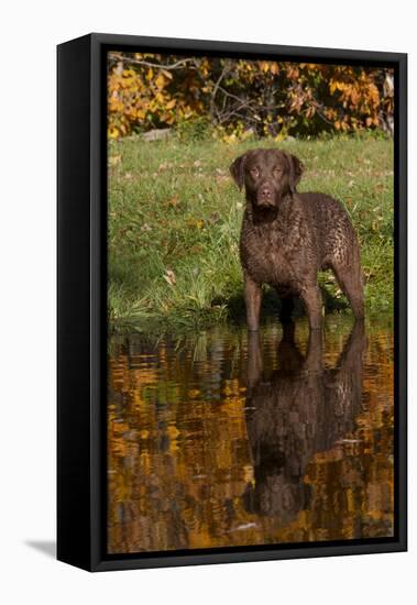 Chesapeake Bay Retriever in Autumn, Harrisville, Rhode Island, USA-Lynn M^ Stone-Framed Stretched Canvas