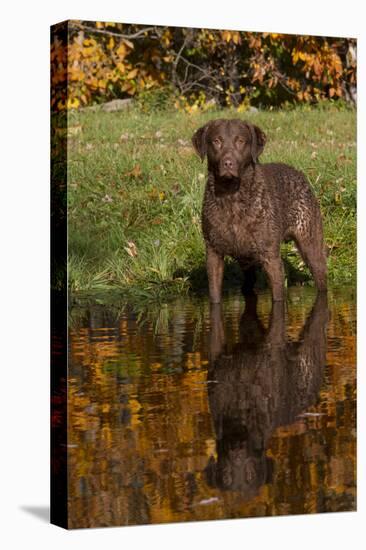 Chesapeake Bay Retriever in Autumn, Harrisville, Rhode Island, USA-Lynn M^ Stone-Stretched Canvas