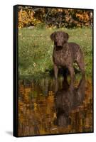 Chesapeake Bay Retriever in Autumn, Harrisville, Rhode Island, USA-Lynn M^ Stone-Framed Stretched Canvas