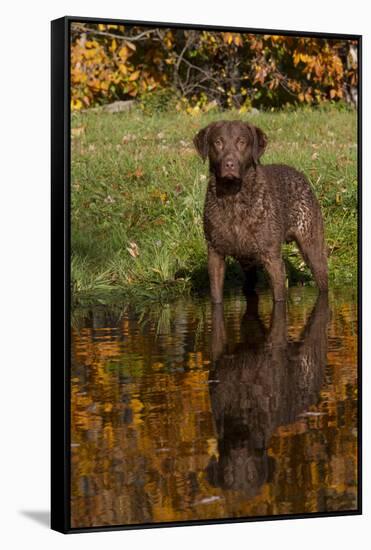 Chesapeake Bay Retriever in Autumn, Harrisville, Rhode Island, USA-Lynn M^ Stone-Framed Stretched Canvas