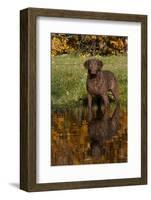 Chesapeake Bay Retriever in Autumn, Harrisville, Rhode Island, USA-Lynn M^ Stone-Framed Photographic Print