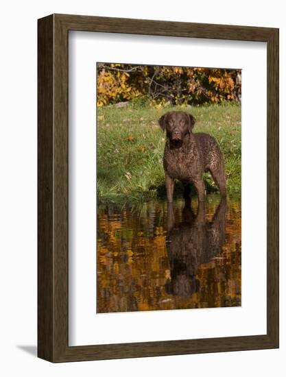 Chesapeake Bay Retriever in Autumn, Harrisville, Rhode Island, USA-Lynn M^ Stone-Framed Photographic Print