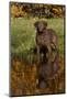 Chesapeake Bay Retriever in Autumn, Harrisville, Rhode Island, USA-Lynn M^ Stone-Mounted Photographic Print