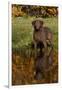 Chesapeake Bay Retriever in Autumn, Harrisville, Rhode Island, USA-Lynn M^ Stone-Framed Photographic Print