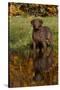 Chesapeake Bay Retriever in Autumn, Harrisville, Rhode Island, USA-Lynn M^ Stone-Stretched Canvas