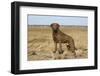 Chesapeake Bay retriever male, Connecticut, USA-Lynn M. Stone-Framed Photographic Print