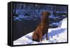 Chesapeake Bay Retriever on Snow at Edge of Stream in Late Afternoon Light, St. Charles-Lynn M^ Stone-Framed Stretched Canvas