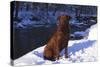 Chesapeake Bay Retriever on Snow at Edge of Stream in Late Afternoon Light, St. Charles-Lynn M^ Stone-Stretched Canvas