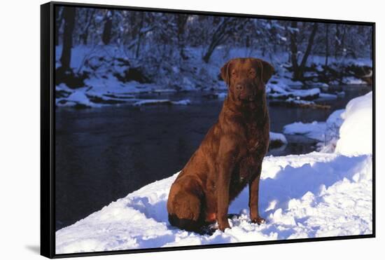 Chesapeake Bay Retriever on Snow at Edge of Stream in Late Afternoon Light, St. Charles-Lynn M^ Stone-Framed Stretched Canvas