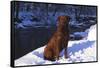 Chesapeake Bay Retriever on Snow at Edge of Stream in Late Afternoon Light, St. Charles-Lynn M^ Stone-Framed Stretched Canvas