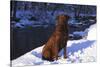 Chesapeake Bay Retriever on Snow at Edge of Stream in Late Afternoon Light, St. Charles-Lynn M^ Stone-Stretched Canvas