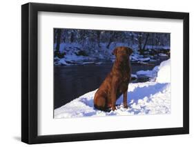 Chesapeake Bay Retriever on Snow at Edge of Stream in Late Afternoon Light, St. Charles-Lynn M^ Stone-Framed Photographic Print