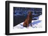 Chesapeake Bay Retriever on Snow at Edge of Stream in Late Afternoon Light, St. Charles-Lynn M^ Stone-Framed Photographic Print