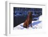 Chesapeake Bay Retriever on Snow at Edge of Stream in Late Afternoon Light, St. Charles-Lynn M^ Stone-Framed Photographic Print