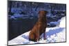 Chesapeake Bay Retriever on Snow at Edge of Stream in Late Afternoon Light, St. Charles-Lynn M^ Stone-Mounted Photographic Print