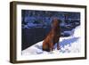 Chesapeake Bay Retriever on Snow at Edge of Stream in Late Afternoon Light, St. Charles-Lynn M^ Stone-Framed Photographic Print