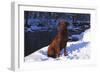 Chesapeake Bay Retriever on Snow at Edge of Stream in Late Afternoon Light, St. Charles-Lynn M^ Stone-Framed Photographic Print