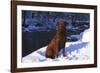 Chesapeake Bay Retriever on Snow at Edge of Stream in Late Afternoon Light, St. Charles-Lynn M^ Stone-Framed Photographic Print