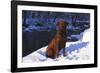 Chesapeake Bay Retriever on Snow at Edge of Stream in Late Afternoon Light, St. Charles-Lynn M^ Stone-Framed Photographic Print