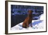 Chesapeake Bay Retriever on Snow at Edge of Stream in Late Afternoon Light, St. Charles-Lynn M^ Stone-Framed Photographic Print