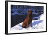 Chesapeake Bay Retriever on Snow at Edge of Stream in Late Afternoon Light, St. Charles-Lynn M^ Stone-Framed Photographic Print