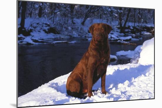 Chesapeake Bay Retriever on Snow at Edge of Stream in Late Afternoon Light, St. Charles-Lynn M^ Stone-Mounted Photographic Print