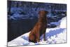 Chesapeake Bay Retriever on Snow at Edge of Stream in Late Afternoon Light, St. Charles-Lynn M^ Stone-Mounted Photographic Print