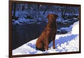 Chesapeake Bay Retriever on Snow at Edge of Stream in Late Afternoon Light, St. Charles-Lynn M^ Stone-Framed Photographic Print